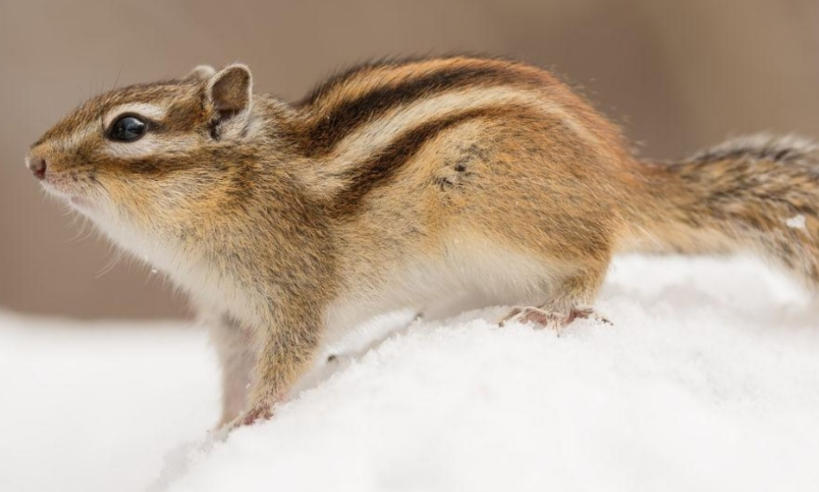 凤凰传奇影业有限公司轮播图2