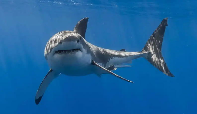 凤凰传奇影业有限公司轮播图3